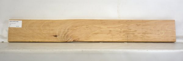 Beech - American - Image 2