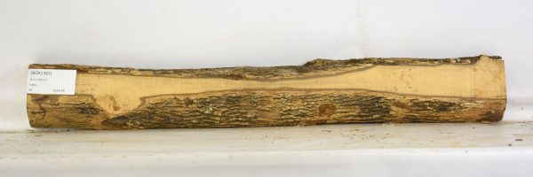 Boxwood