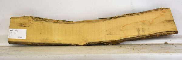 Boxwood - Image 2