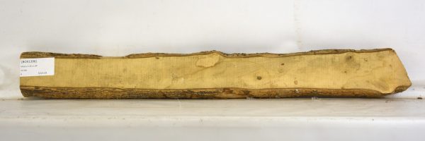 Boxwood
