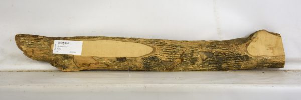 Boxwood - Image 2