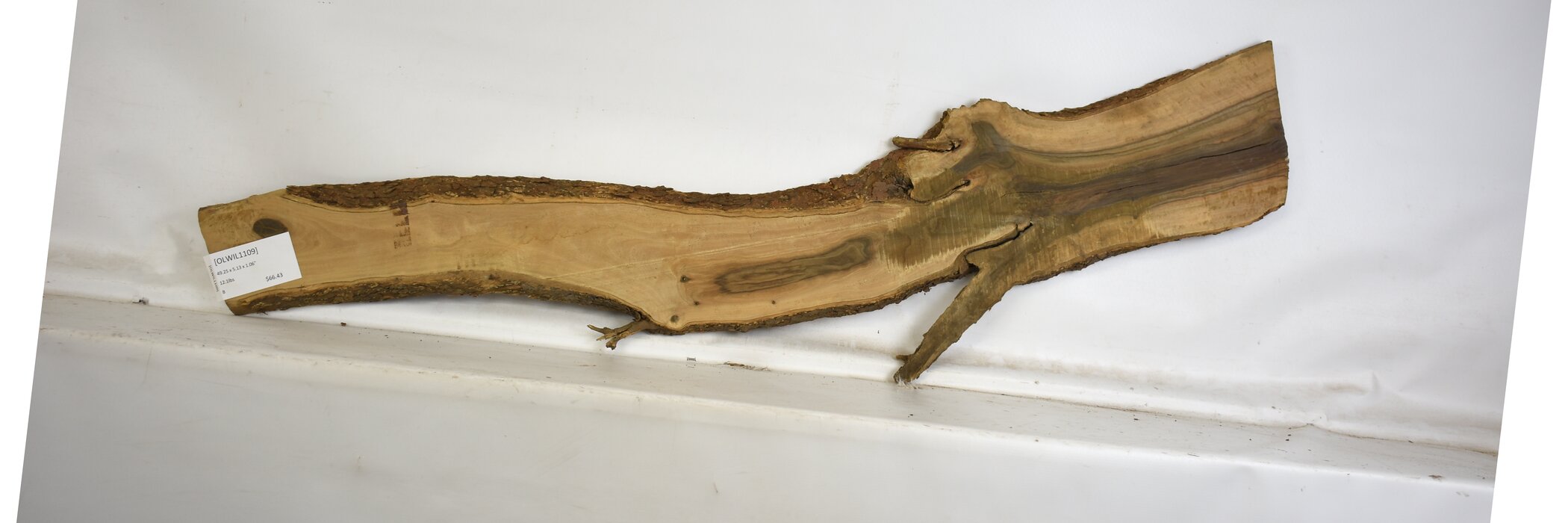 Olive - Wild 2 OLWIL1109_2