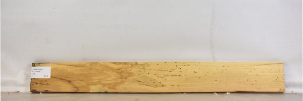 TAMSP1029_2