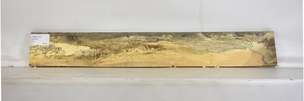 TAMSP1053_1