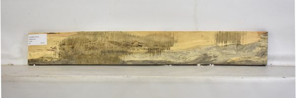 TAMSP1053_2