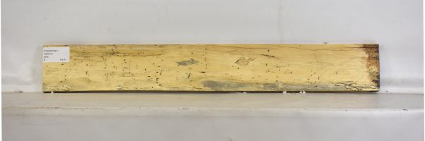 TAMSP1061_2