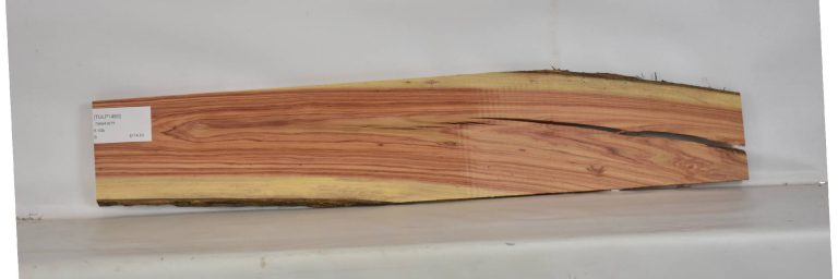 TULP1480_1