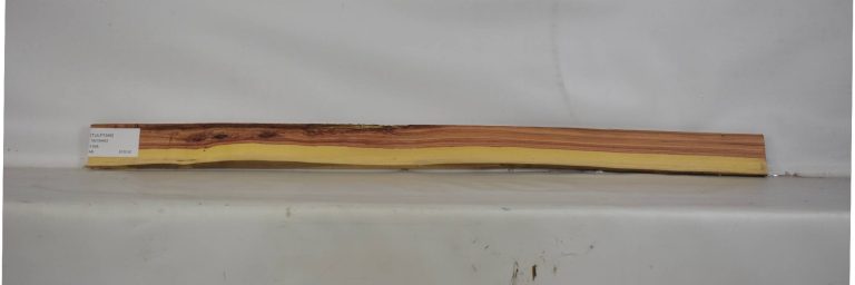 TULP1545_1