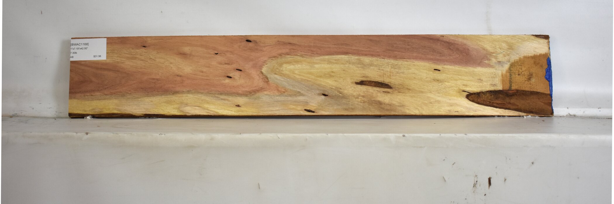 Blackwood - Acacia 2 BWAC1168_2