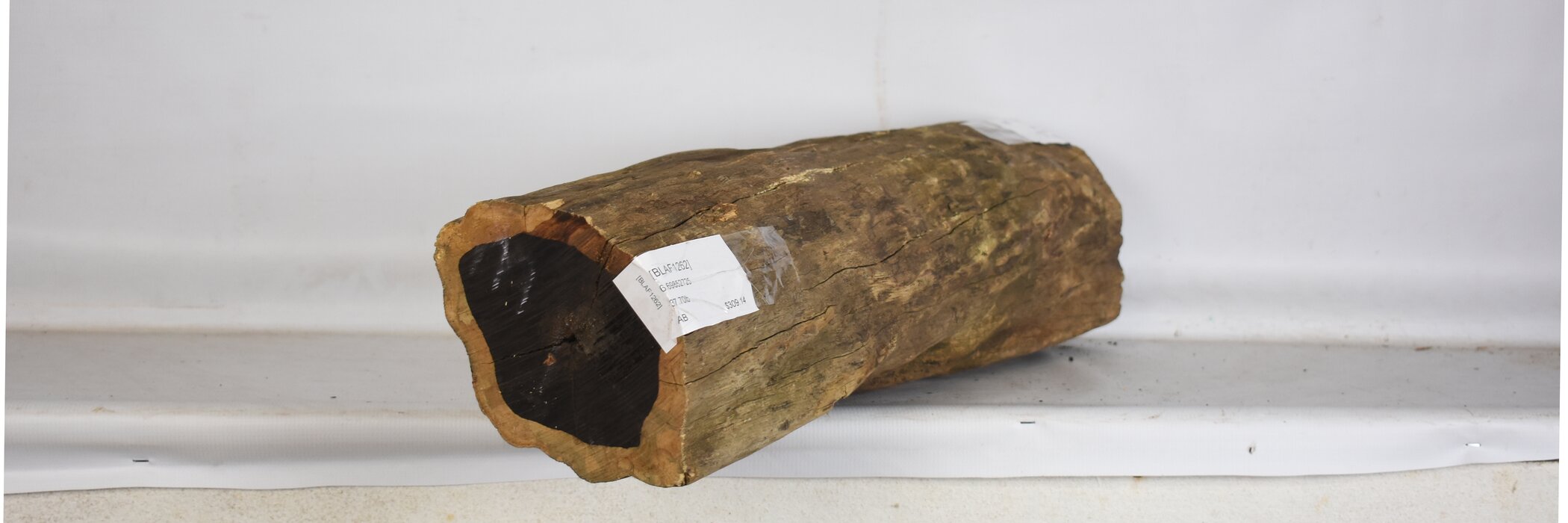 Blackwood - African 2 BLAF1262_2