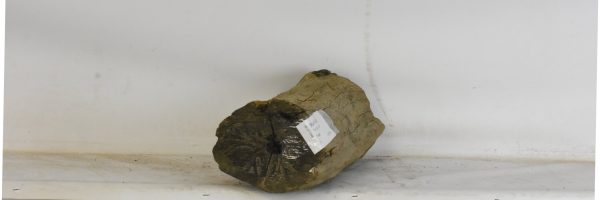 Blackwood - African - Image 4
