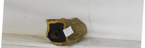 Blackwood - African - Image 3