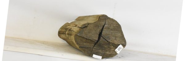 Blackwood - African - Image 4