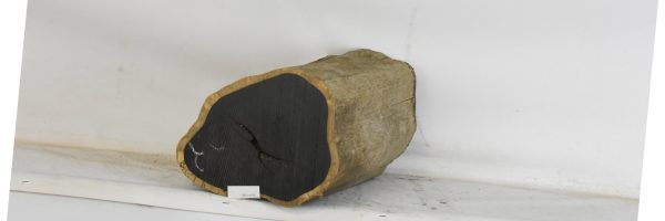 Blackwood - African - Image 3