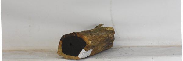 Blackwood - African - Image 3