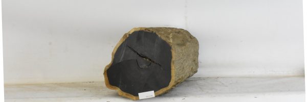 Blackwood - African - Image 4