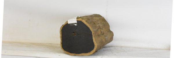Blackwood - African - Image 3