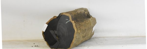 Blackwood - African - Image 3
