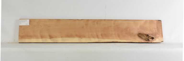 Cherry - American Curly 15 CHERRCUR1354_1