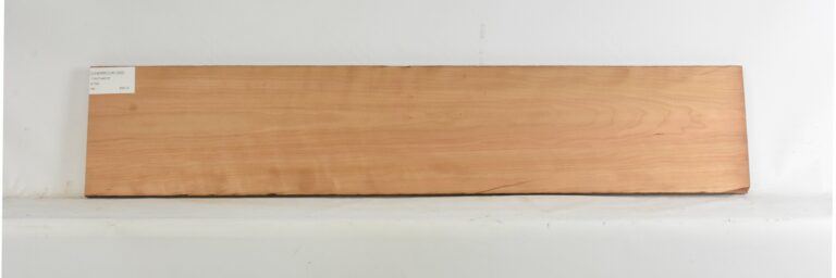 Cherry - American Curly 14 CHERRCUR1355_1