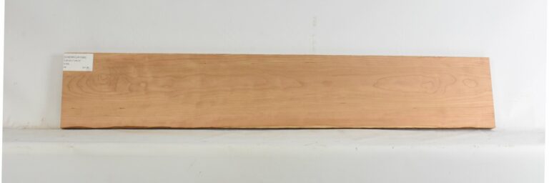 Cherry - American Curly 3 CHERRCUR1366_1