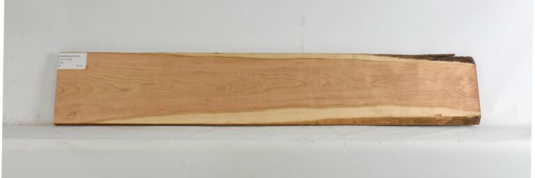 Cherry - American Curly 1 CHERRCUR1367_1